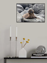 Galapagos Sea Lion pup Poster och Canvastavla