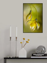 Tulipa Poster och Canvastavla