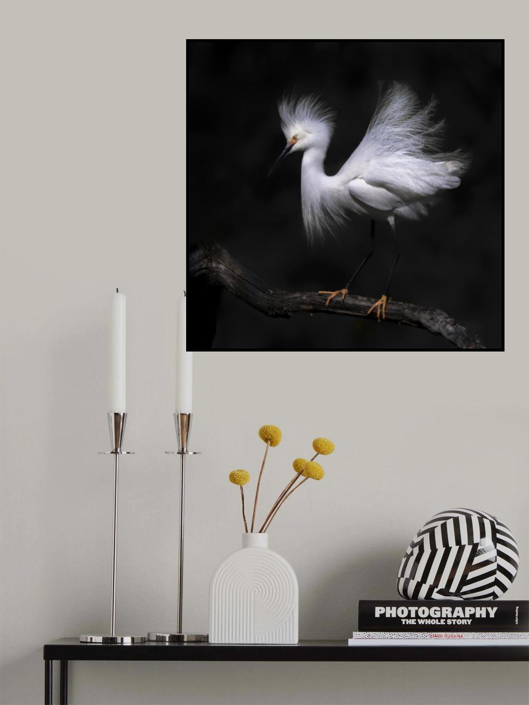 Snowy egret Poster och Canvastavla
