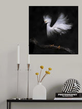 Snowy egret Poster och Canvastavla