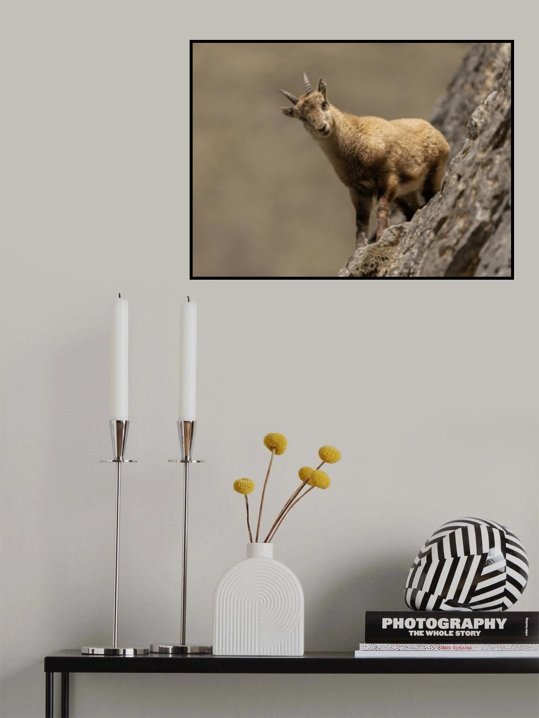 cucciolo curioso Poster och Canvastavla