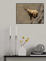 cucciolo curioso Poster och Canvastavla