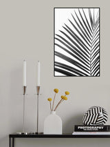 BW Palm Leaf Poster och Canvastavla