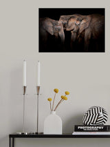 Elephants Poster och Canvastavla