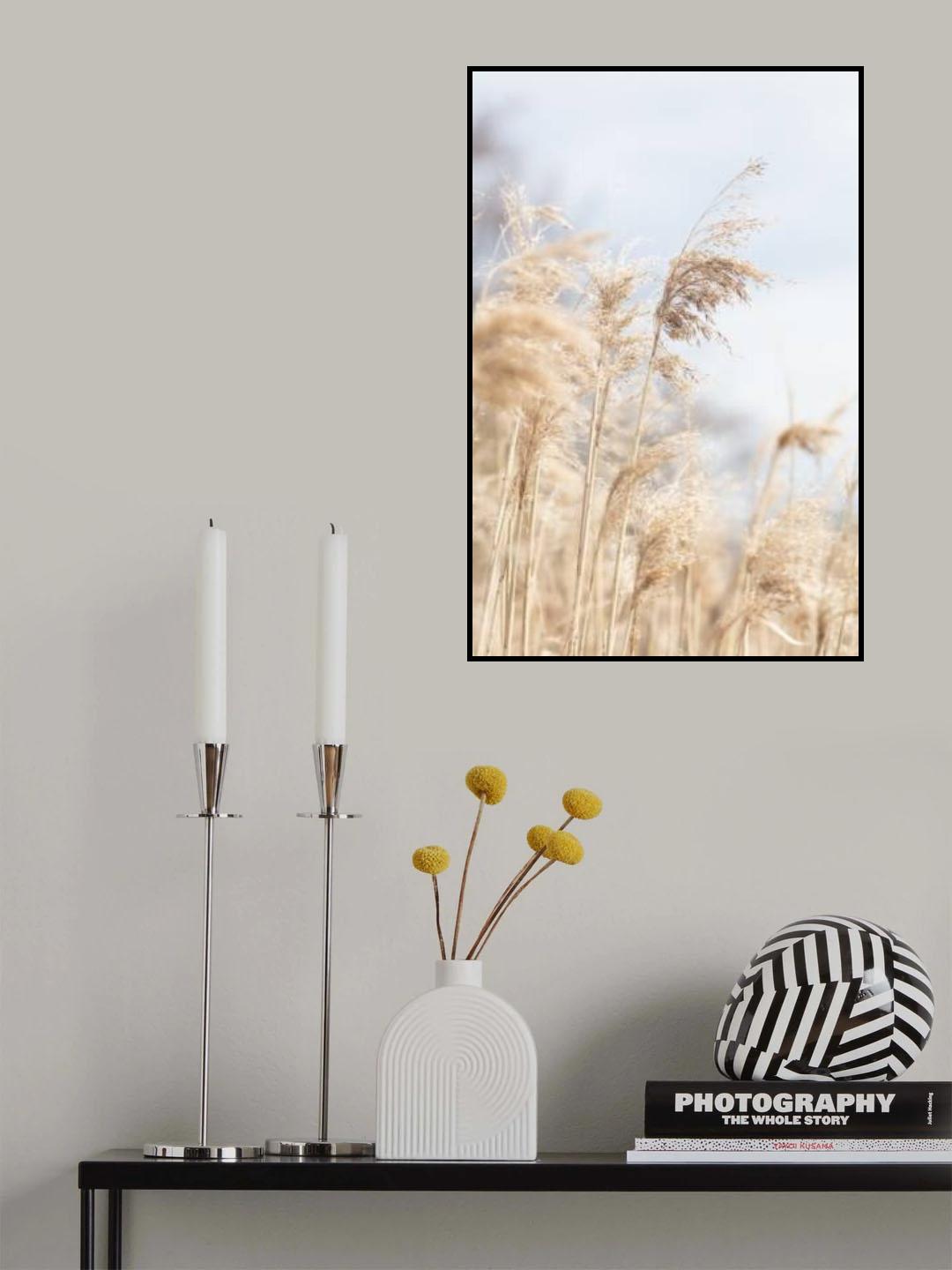 Grass Reed and sky_3 Poster och Canvastavla