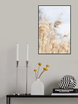Grass Reed and sky_3 Poster och Canvastavla