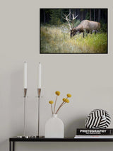 The Elk Poster och Canvastavla
