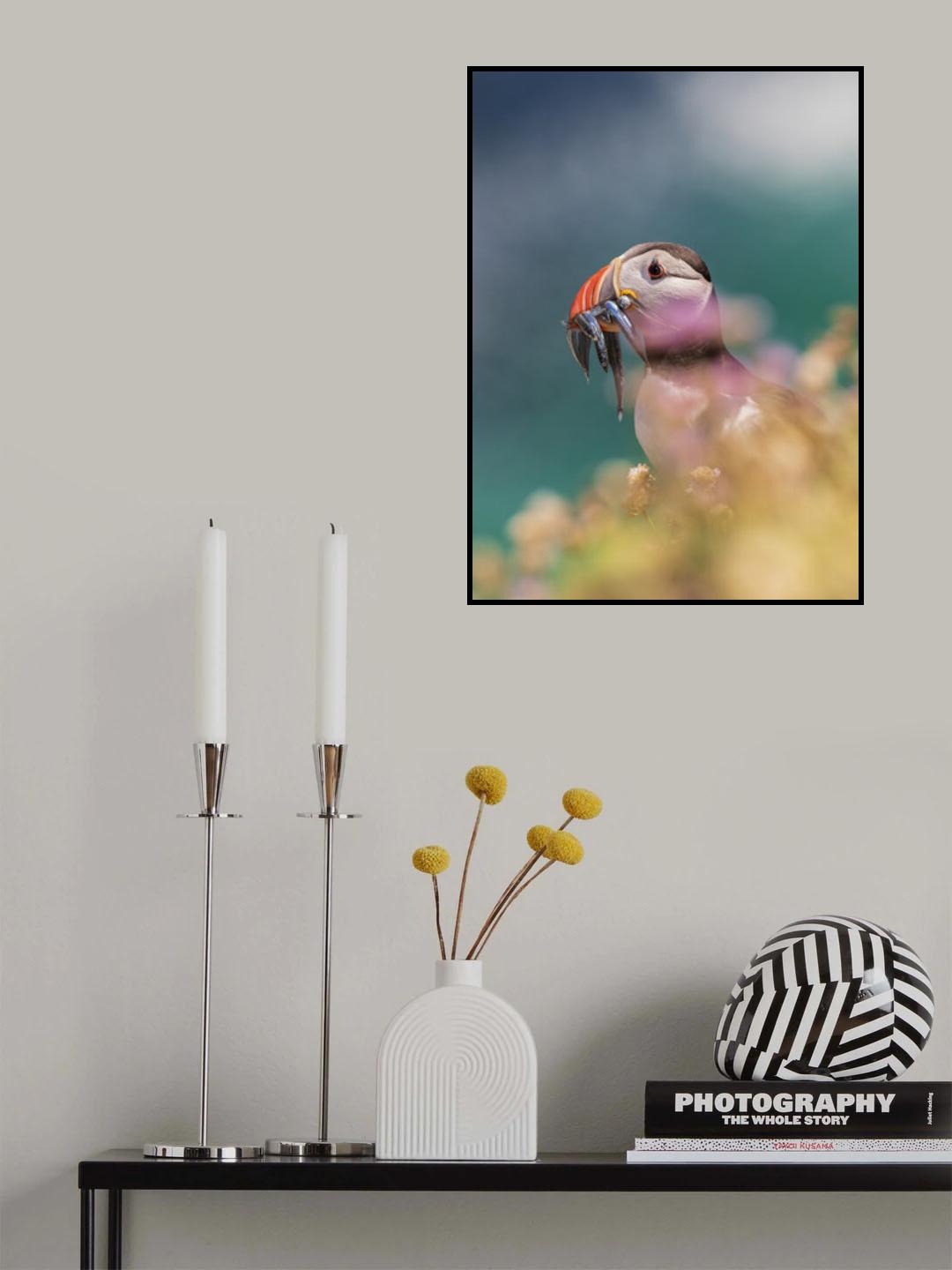 Atlantic Puffin Poster och Canvastavla