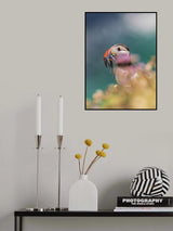 Atlantic Puffin Poster och Canvastavla