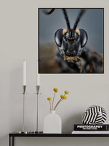 Cerambycidae I Poster och Canvastavla
