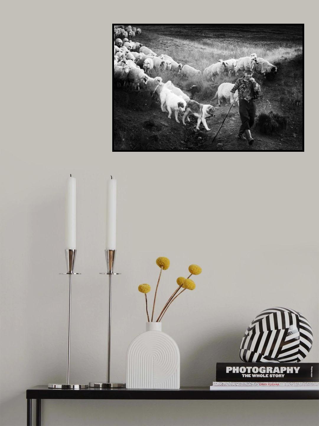 Transhumance Poster och Canvastavla