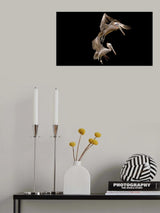 Duo aérien Poster och Canvastavla