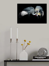 Grey Crowned Crane Poster och Canvastavla