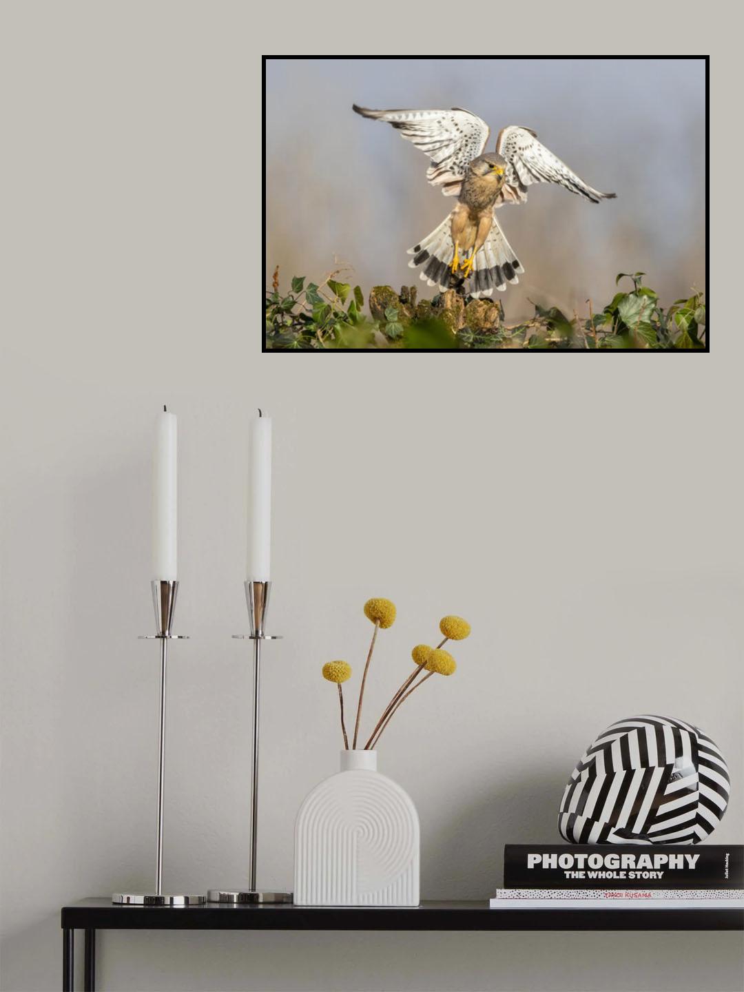 Like a angel Poster och Canvastavla