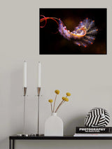Acrobatic Caterpillar Poster och Canvastavla