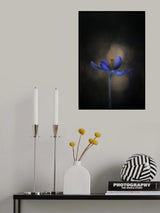 Crocus Poster och Canvastavla