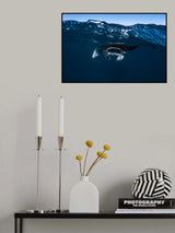 Manta ray Poster och Canvastavla