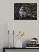 Leopard Poster och Canvastavla