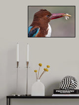 Kingfisher With Catch Poster och Canvastavla