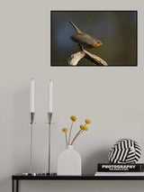 Robin attempt to jump Poster och Canvastavla