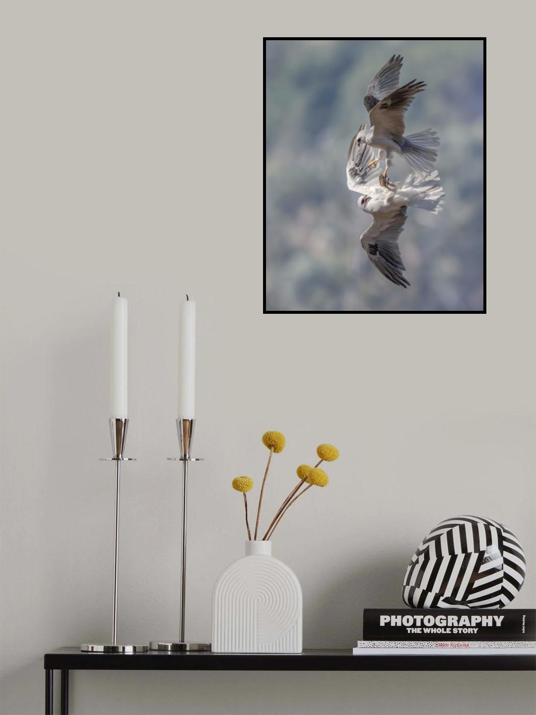 White-tailed kites transfer a catch Poster och Canvastavla
