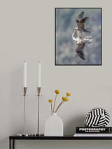 White-tailed kites transfer a catch Poster och Canvastavla