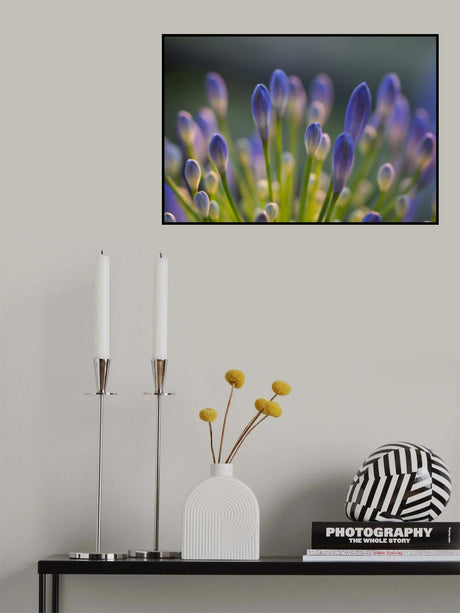 Agapanthus Closeup Poster och Canvastavla