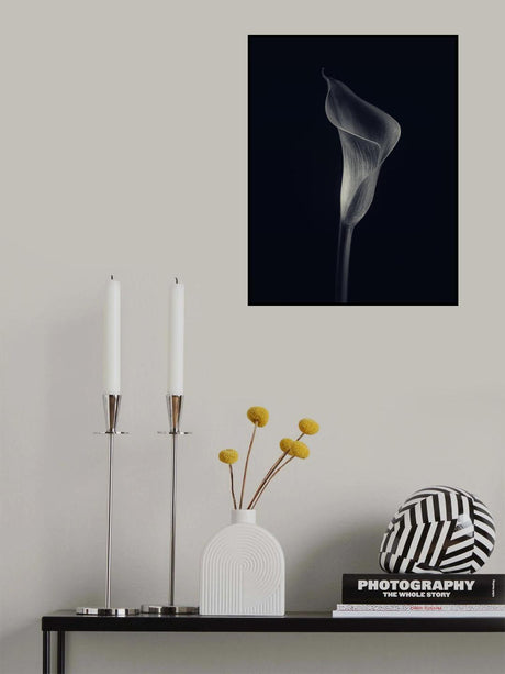 Calla lily Poster och Canvastavla