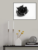 Rose Noir Poster och Canvastavla