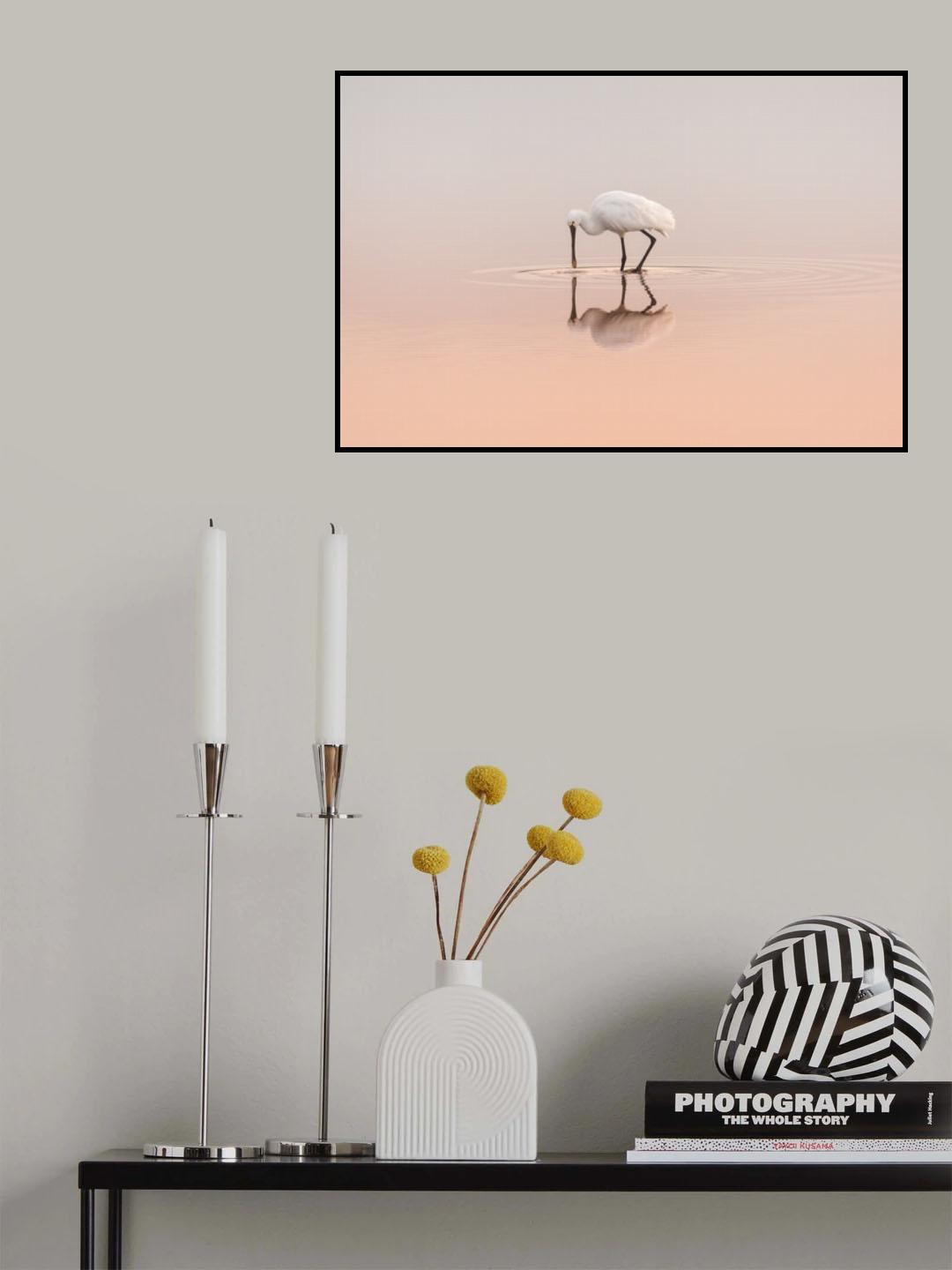 Spoonbill feeding Poster och Canvastavla