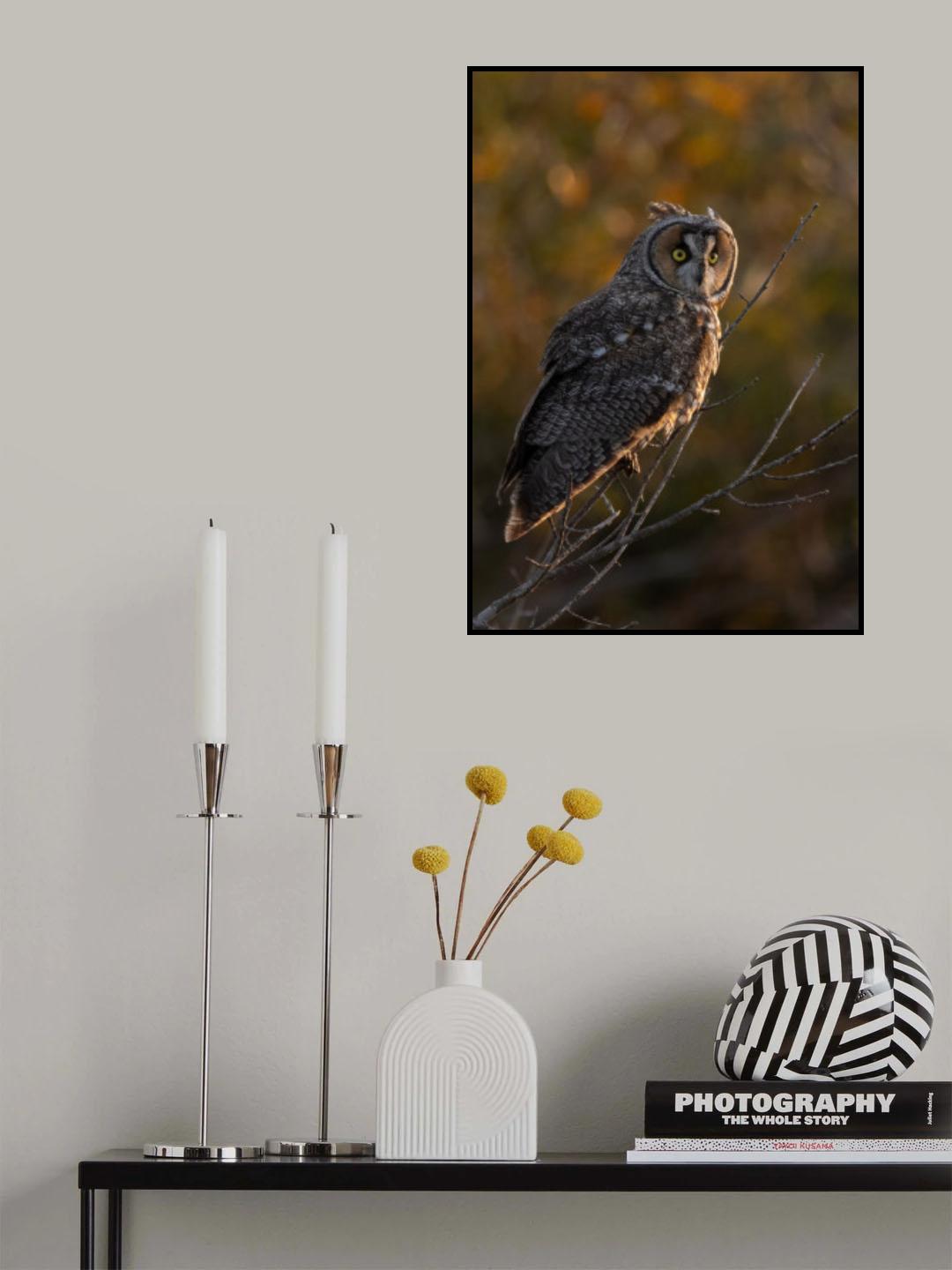 Long Ear Owl Poster och Canvastavla