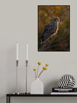 Long Ear Owl Poster och Canvastavla