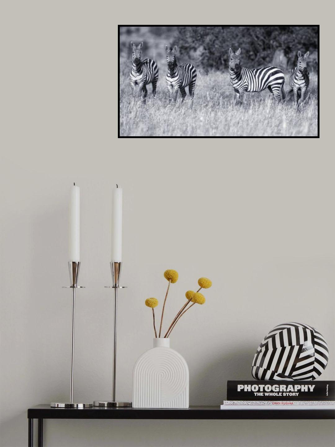 Zebras Poster och Canvastavla