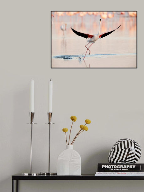 Flamingo dancing Poster och Canvastavla