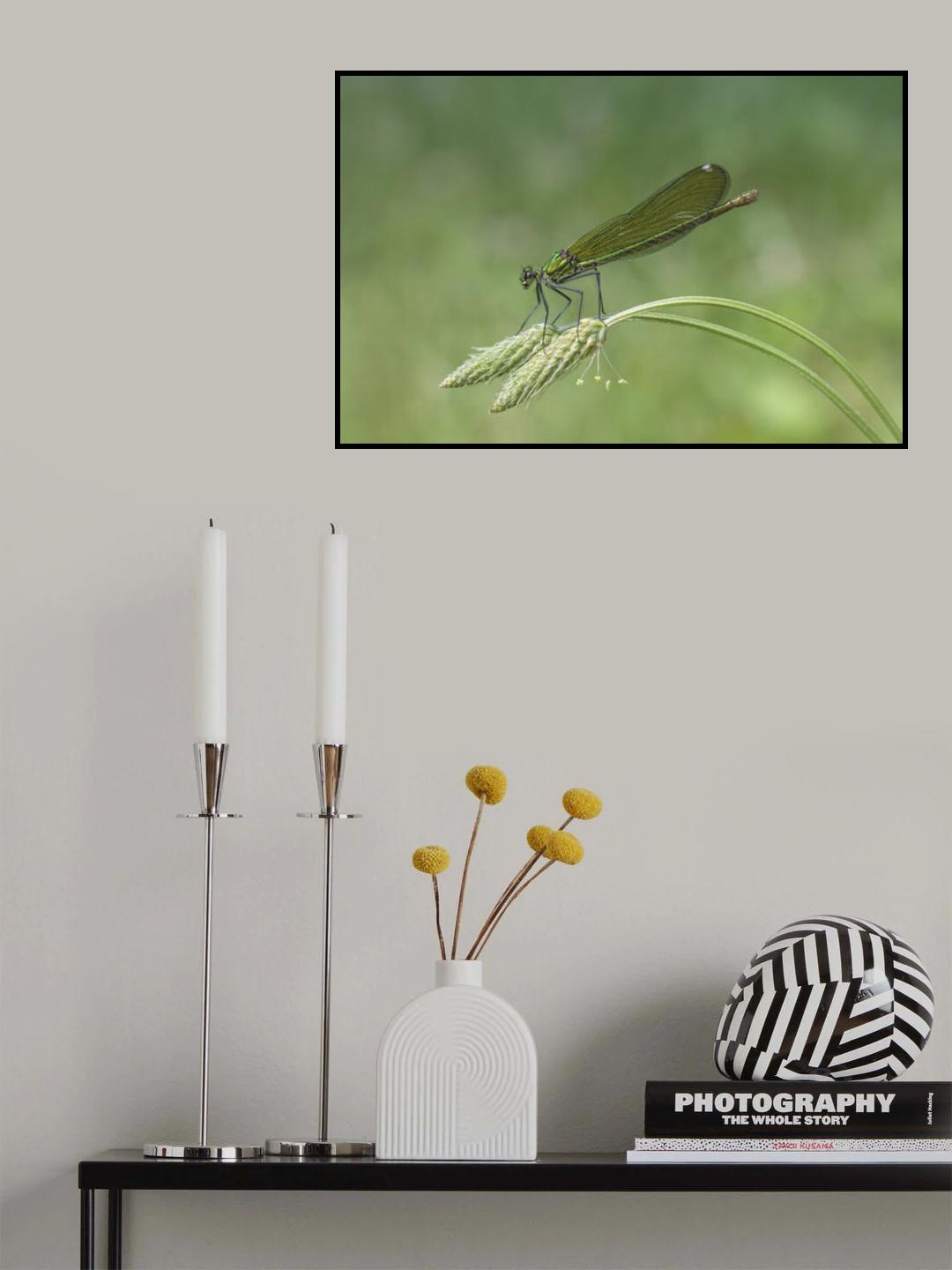 Calopteryx splendens Poster och Canvastavla