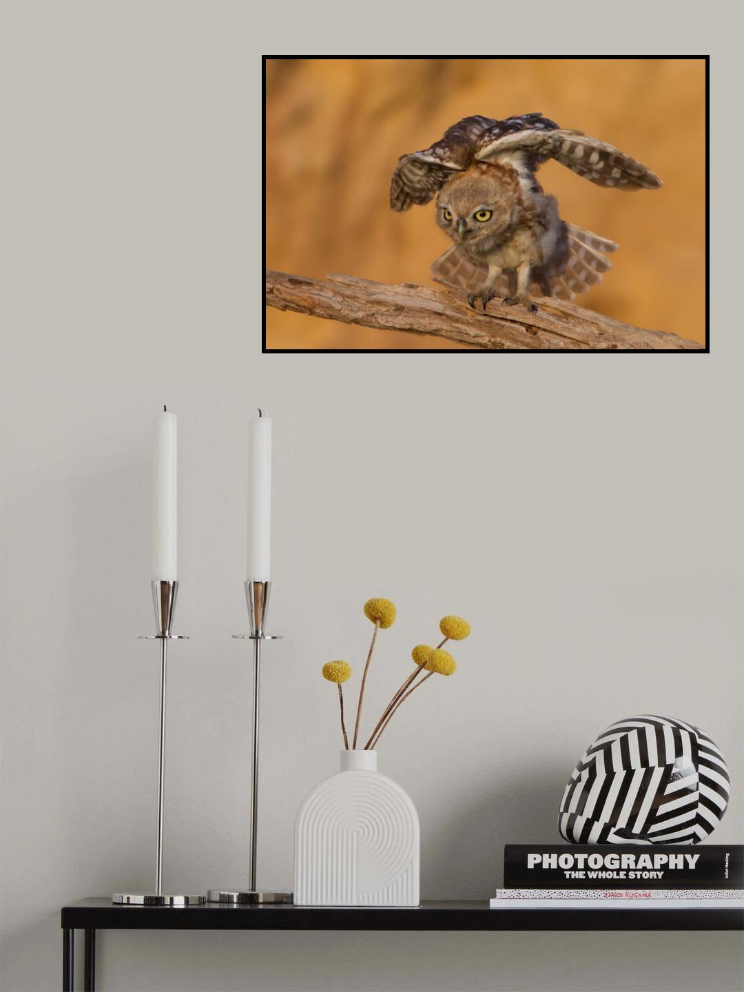 Little Owl Poster och Canvastavla