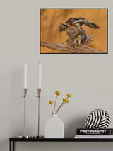 Little Owl Poster och Canvastavla