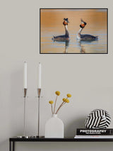 Podiceps cristatus Poster och Canvastavla