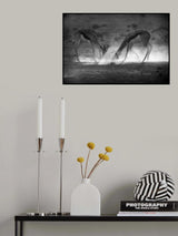 Battle in Black and White Poster och Canvastavla