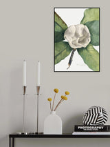 Southern Magnolia (1918) Poster och Canvastavla