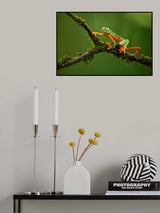 Splendid leaf frog Poster och Canvastavla