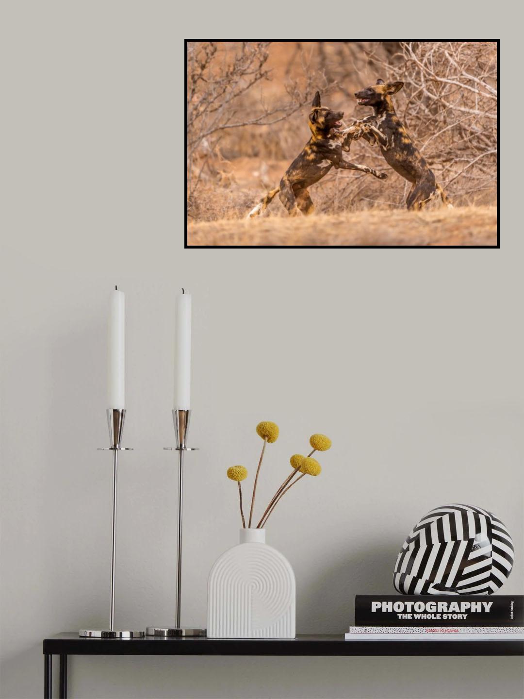 Wild Dogs at Play Poster och Canvastavla
