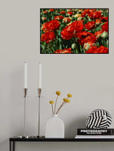 colorful tulips Poster och Canvastavla