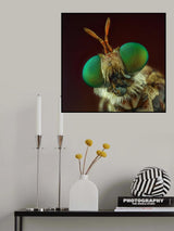Robberfly Poster och Canvastavla