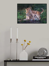 Playful lion cubs Poster och Canvastavla