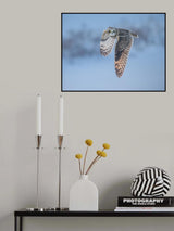 Short-eared owl in flight Poster och Canvastavla