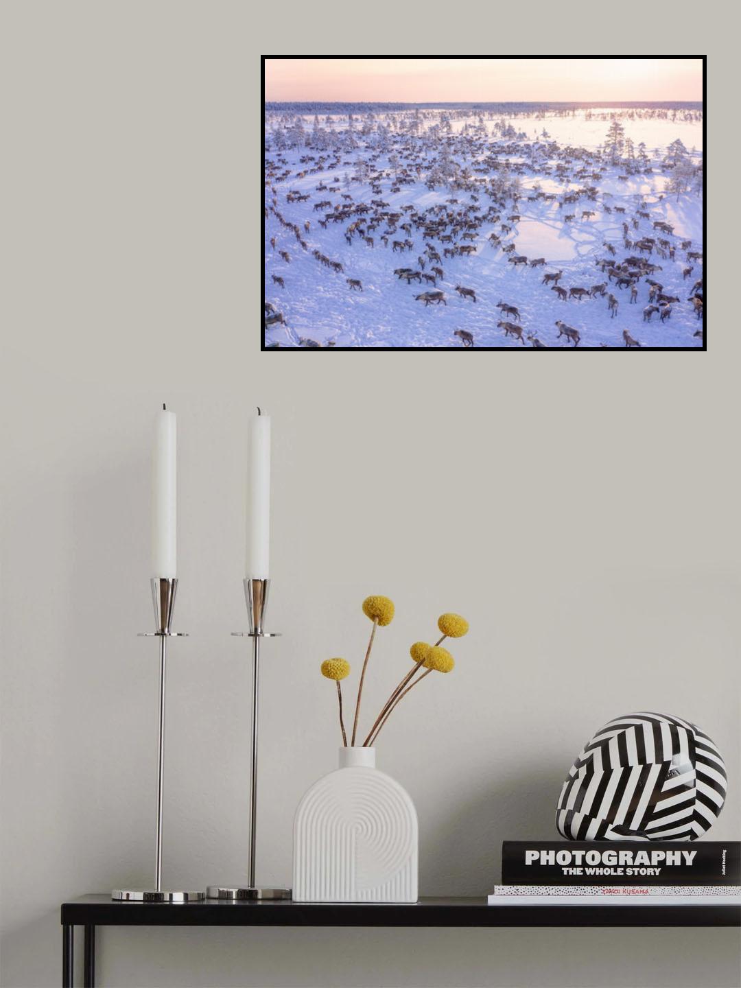North of Russia - Wilde Reindeers Poster och Canvastavla