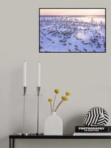 North of Russia - Wilde Reindeers Poster och Canvastavla