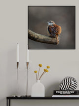 Carolina wren Poster och Canvastavla