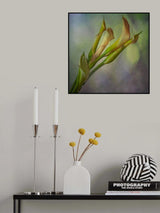 Calla Lily Poster och Canvastavla